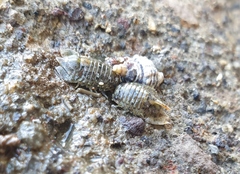 Isocladus armatus