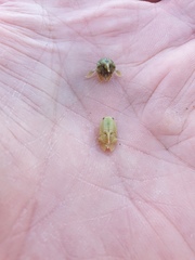 Isocladus armatus