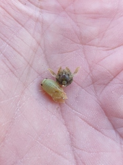 Isocladus armatus