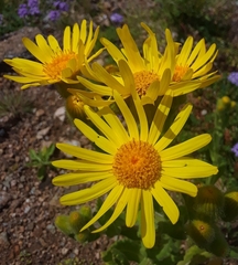 Senecio selloi