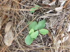 Euphorbia ipecacuanhae