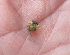 Isocladus armatus