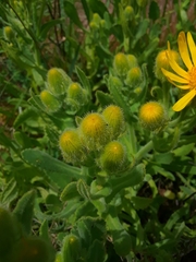 Senecio selloi