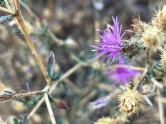 Centaurea diffusa
