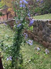 Plumbago auriculata