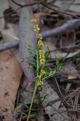 Lomandra obliqua