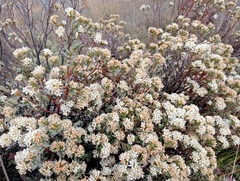 Pimelea aridula