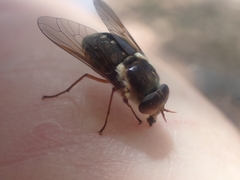 Scaptia
