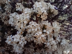 Pimelea aridula