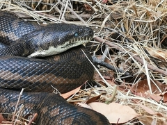 Morelia spilota