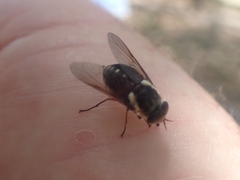 Scaptia