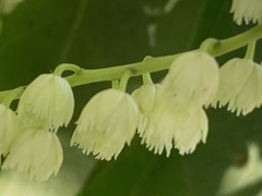 Elaeocarpus
