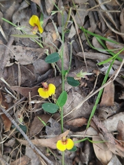 Bossiaea prostrata