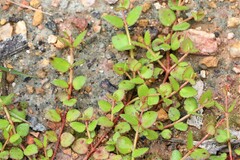 Gonocarpus micranthus