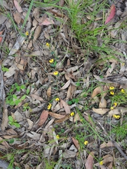 Bossiaea prostrata
