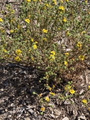 Deinandra corymbosa