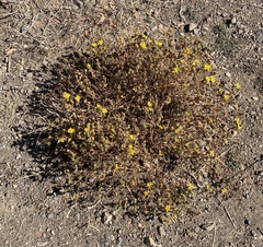 Deinandra corymbosa