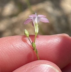 Saltugilia australis