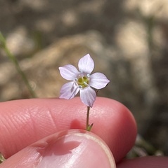 Saltugilia australis