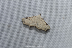 Prolophota trigonifera