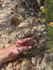 Saltugilia australis