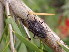 Alcaeus varicornis