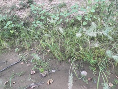 Eleusininae