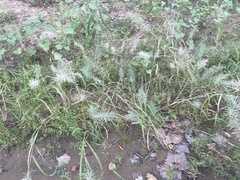 Eleusininae