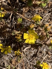 Deinandra corymbosa