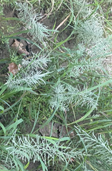 Eleusininae
