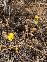 Deinandra corymbosa