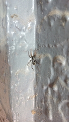 Nyssus coloripes