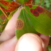 Fly-speck Leaf Spot - Photo no rights reserved, uploaded by cwarneke