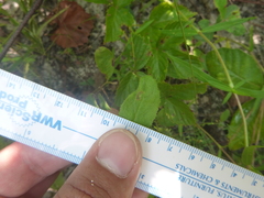Crocanthemum carolinianum