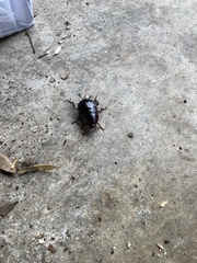 Eurycotis floridana