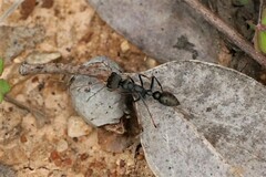 Myrmecia