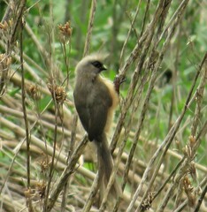 Colius striatus minor