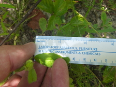 Crocanthemum carolinianum