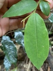 Xylopia maccreae