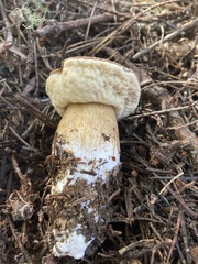 Boletus edulis grandedulis