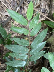Xylopia maccreae