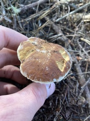 Boletus edulis grandedulis