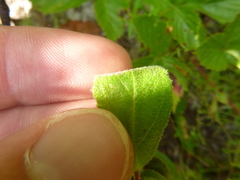 Crocanthemum carolinianum