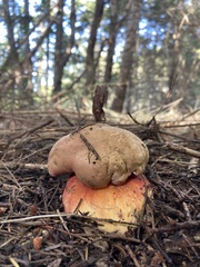 Rubroboletus pulcherrimus