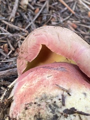 Rubroboletus pulcherrimus