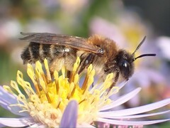 Andrena bimaculata