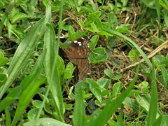 Junonia natalica natalica