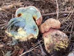 Rubroboletus pulcherrimus