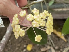 Hoya pottsii