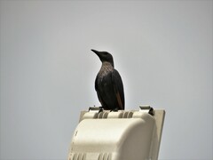 Onychognathus morio morio